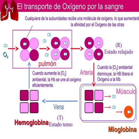 solubilidad-pdf