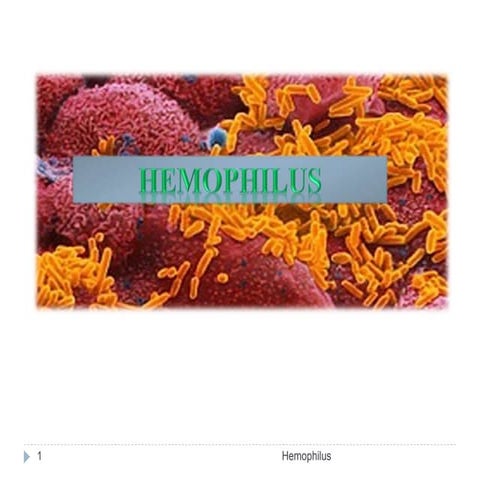 Hemophilus.pptx 