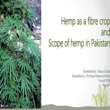 Hemp 