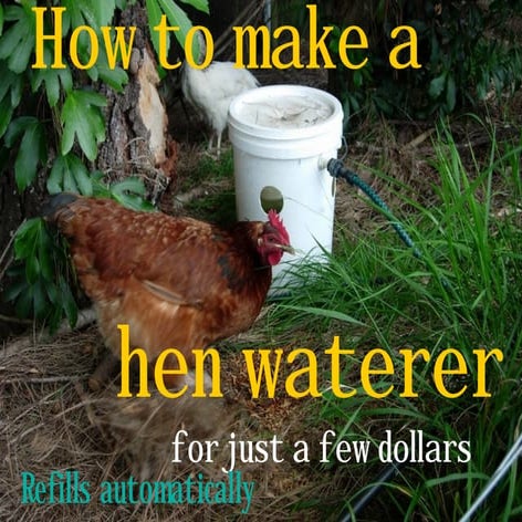 How to make a hen waterer