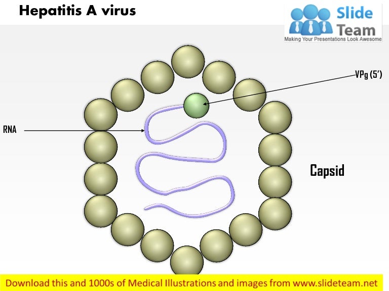 Hepatitis A Virus Medical Images For Power Point