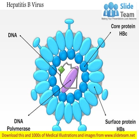 Hepatitis b virus medical images for power point