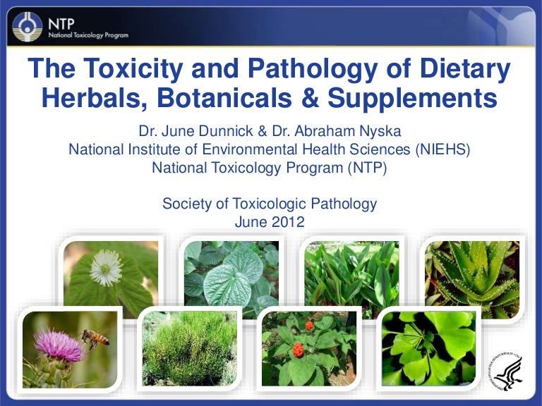 Herbal medicine safety studies at the NTP