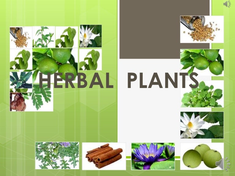 Herbal plant presentation