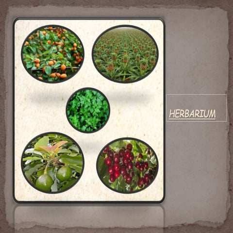 Herbarium
