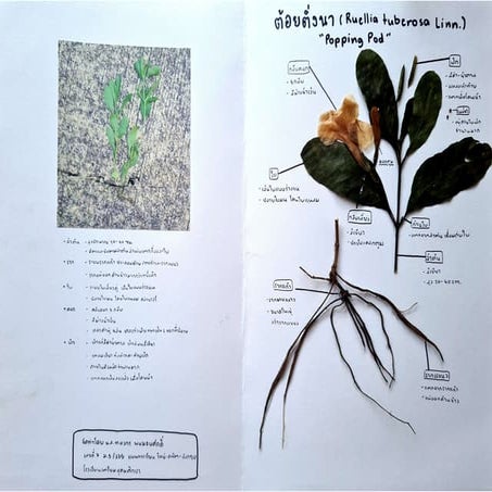 Herbarium_tongkorn_335_7 | PPT
