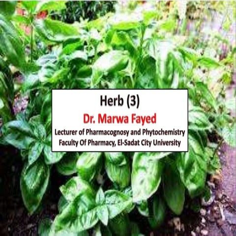 Herbs (3)