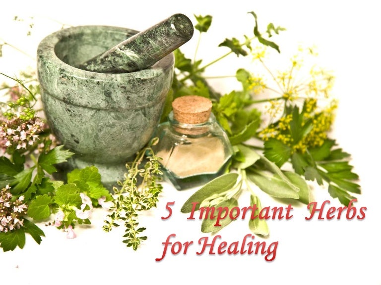 5 Important Herbs for Healing