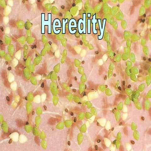 Heredity