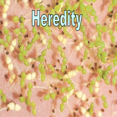 Heredity