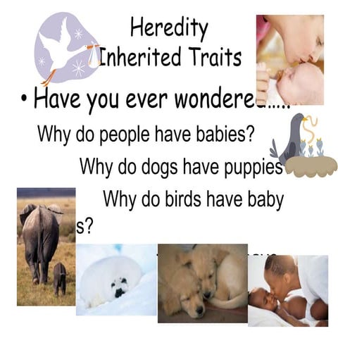 Heredity revised guided discussion 3 5-08