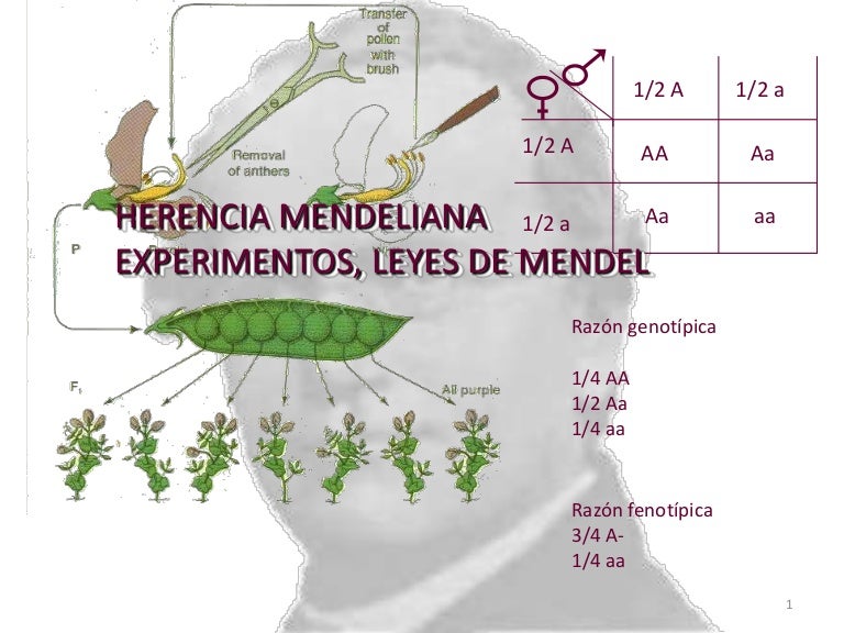 Herencia mendeliana