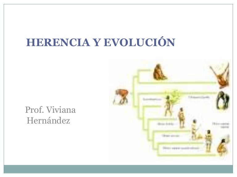 Cómo Se Relaciona La Herencia Con La Evolución