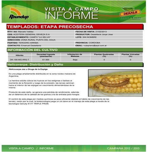 Agrotestigo-Maiz DEKALB-Campaña 1213-Informe Pre-cosecha Nº45