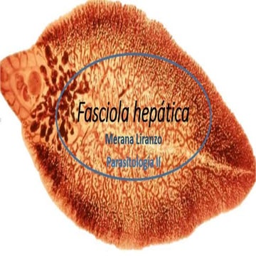 Fasciola hepatica merana liranzo
