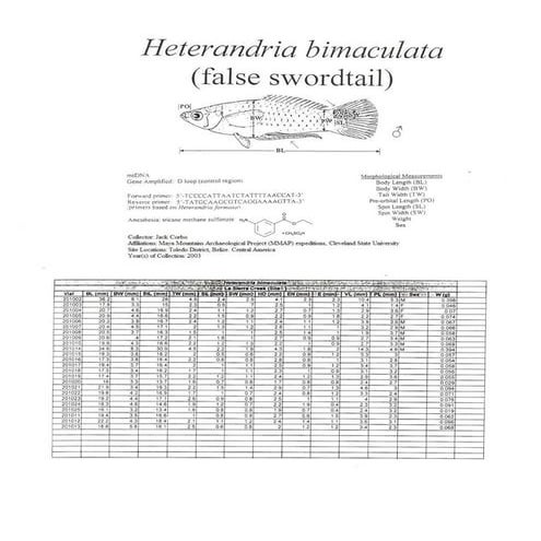 Heterandria bimaculata Morphological Data by Jack Corbo PDF