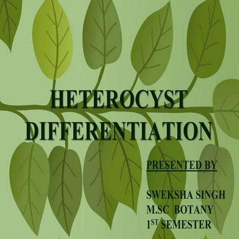 Heterocyst differentiation | PPTX