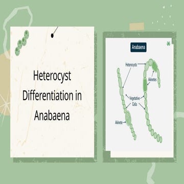 Heterocyst differentiation in anabaena.pptx