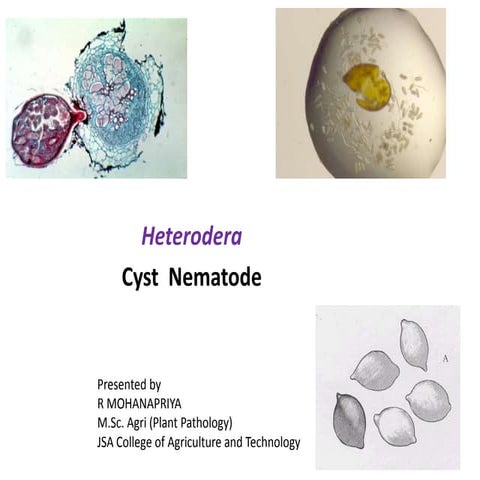 Heterodera