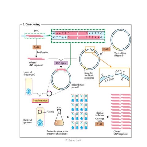 Protein purification