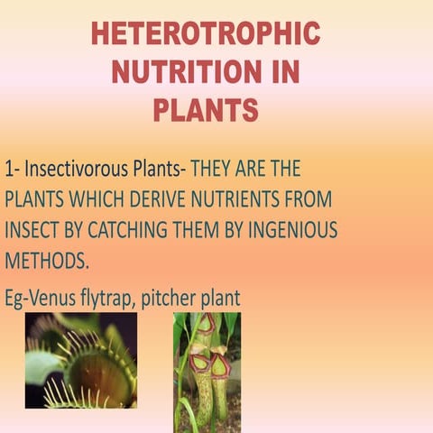 HETEROTROPHIC.pptx djwejwfmowefowekfokifo | PPT