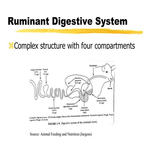 Intro to ruminant digestion | PPS