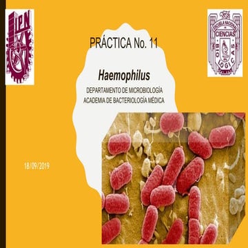 Haemophilus