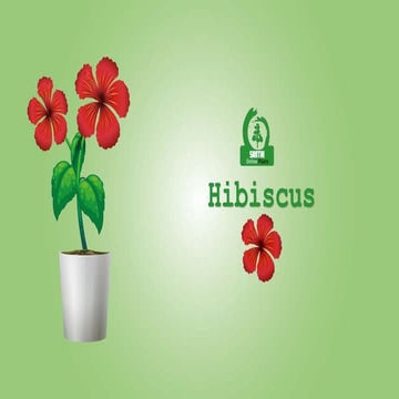 Hibiscus.pptx