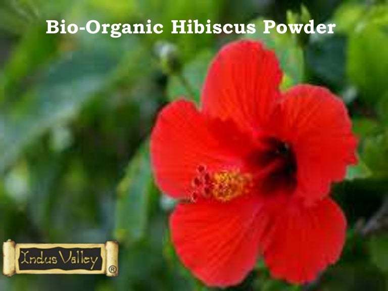 Know The Amazing Benefits of Hibiscus Powder For Health