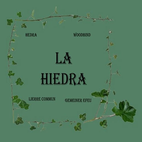Hiedra