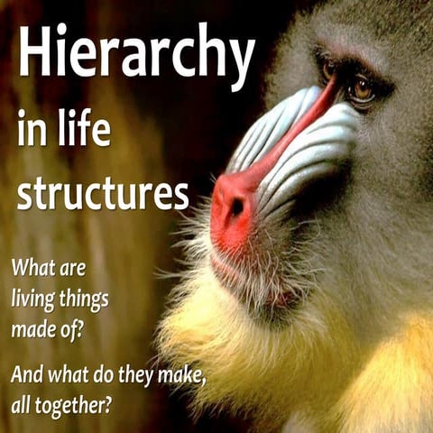 Hierarchy in life structures 