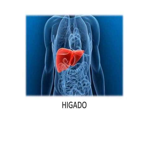 Higado