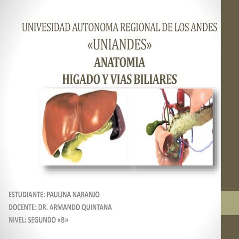 Higado y vias biliares