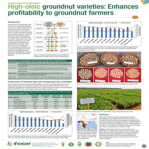 High-oleic groundnut varieties-Enhances profitability to groundnut farmers