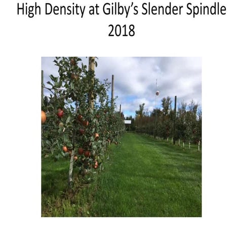 High Density Apple Growing Techniques
