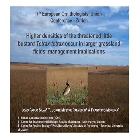 Higher densities little bustard
