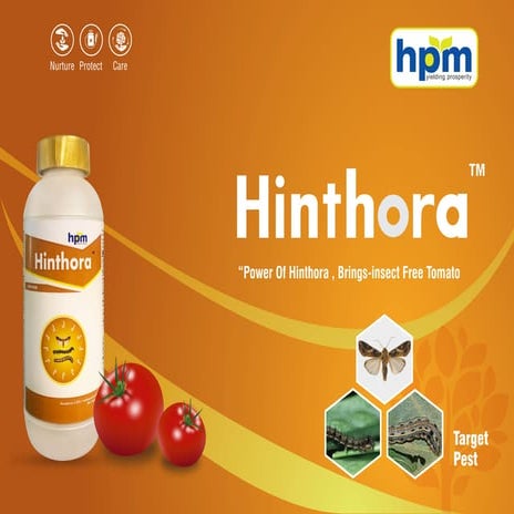 Hinthora