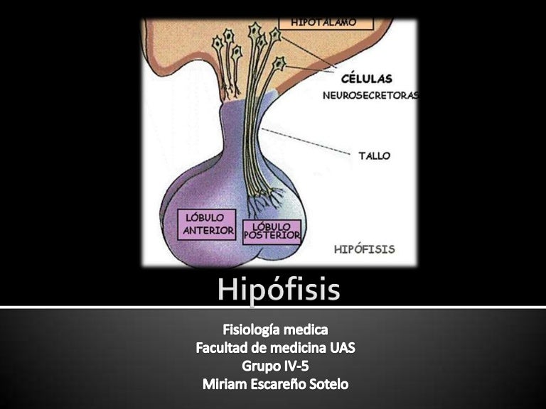 Hipófisis