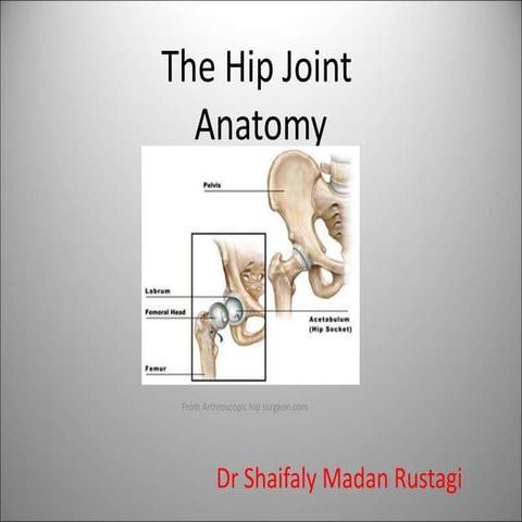 the gross antomy of the hip hoint and applied anatomy focused for undergradua...