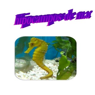 Hipocampos de mar