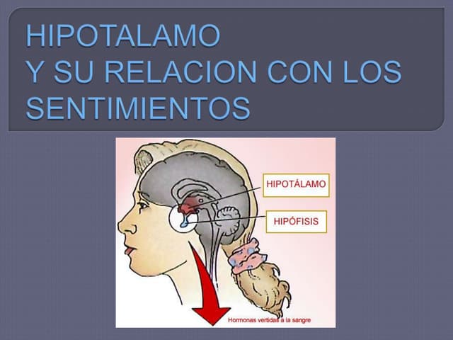 Hipotalamo