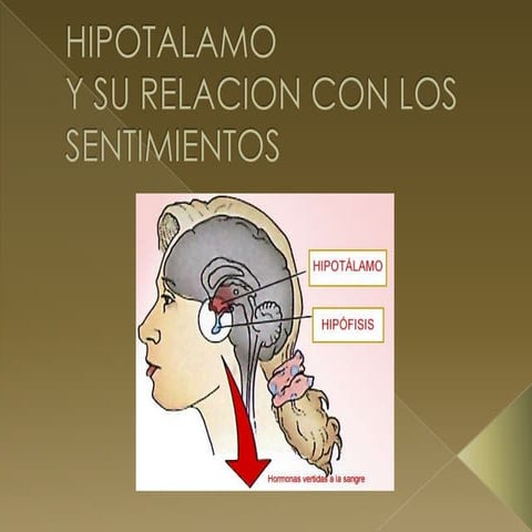 Hipotalamo para expo