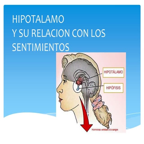 Hipotalamo
