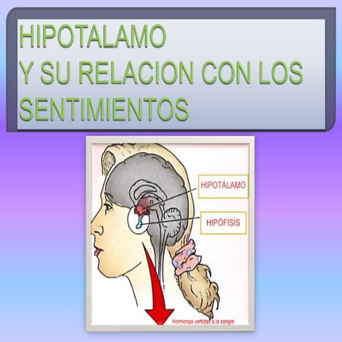Hipotálamo 