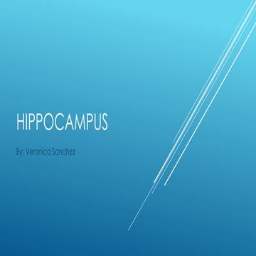 Hippocampus