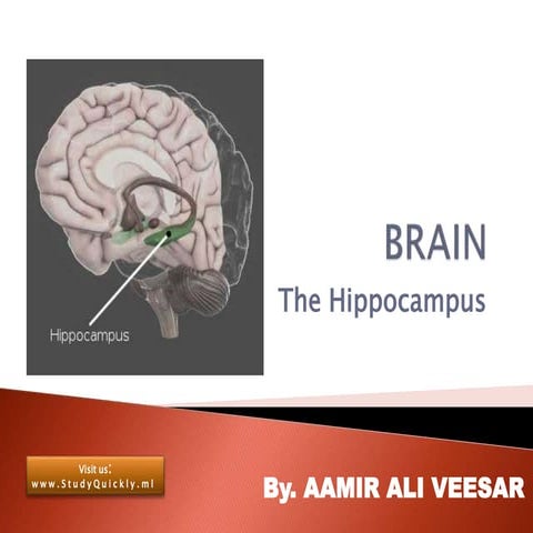 Hippocampus