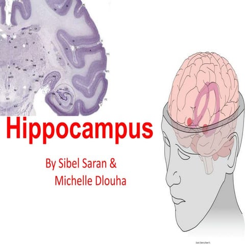 Hippocampus