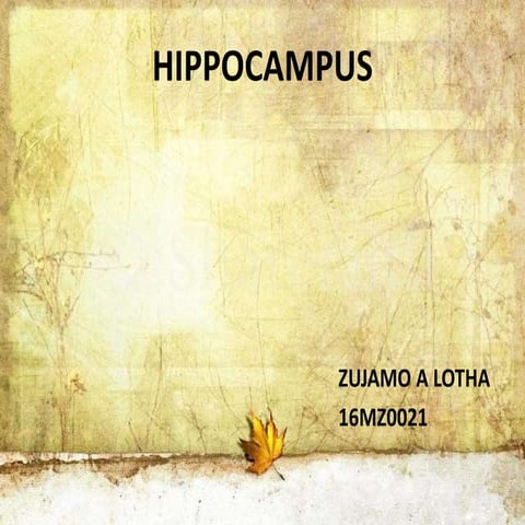Hippocampus2
