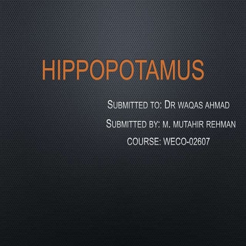 Hippopotamus