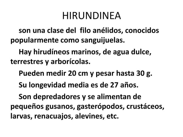 H I R U N D I N E A